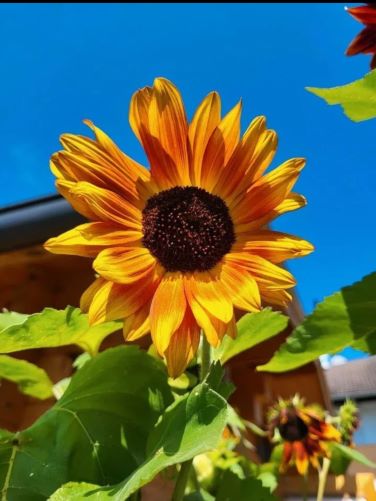 Sonnenblume Samtkönigin 1