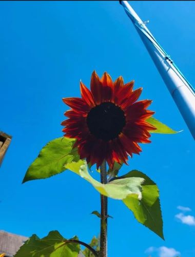 Sonnenblume Samtkönigin 2